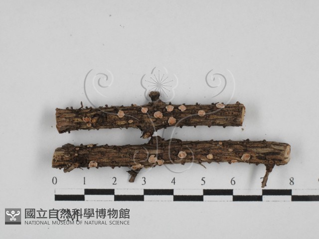 盤革菌屬藏品圖，第1張