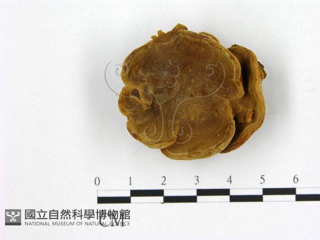 登錄號:F0007950藏品圖，第1張