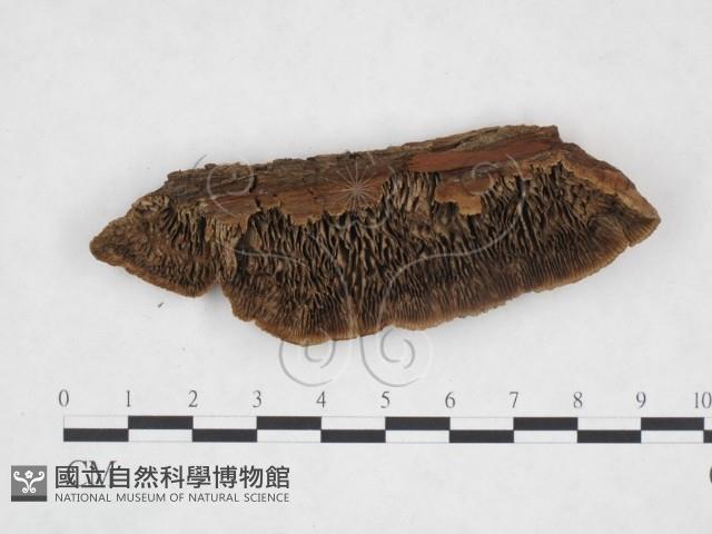 登錄號:F0025950藏品圖，第1張