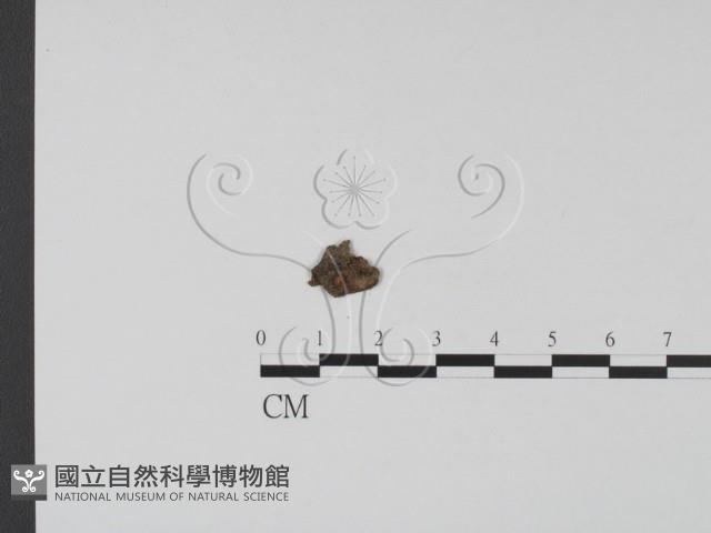 登錄號:F0009950藏品圖，第1張