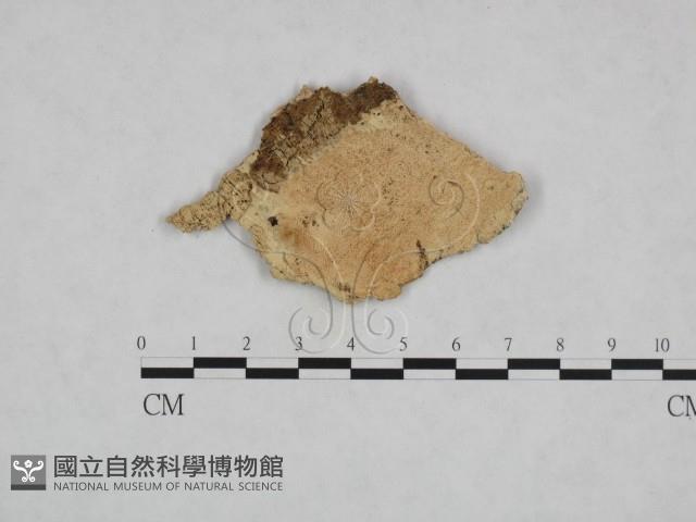 登錄號:F0023950藏品圖，第1張