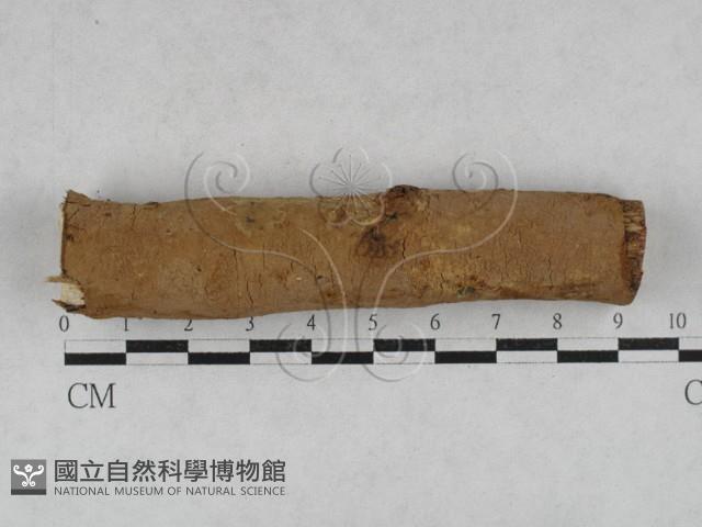 刺革菌屬藏品圖，第1張