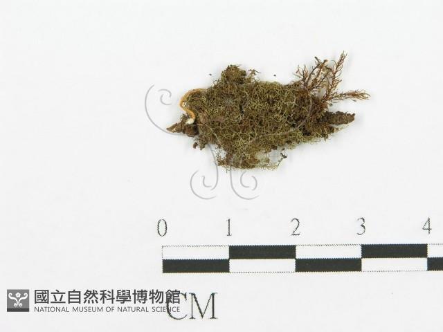 登錄號:F0000650藏品圖，第1張