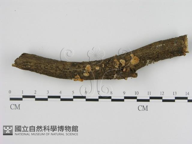 登錄號:F0010650藏品圖，第1張