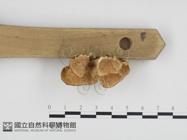 登錄號:F0006650藏品圖，第1張