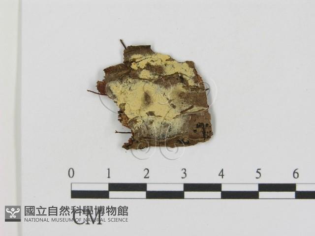 登錄號:F0016650藏品圖，第1張
