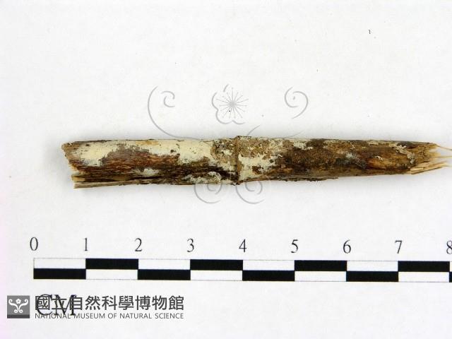 冇骨消絲齒菌藏品圖，第1張