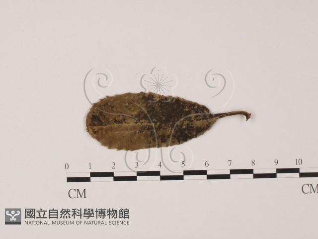 登錄號:F0011650藏品圖，第1張
