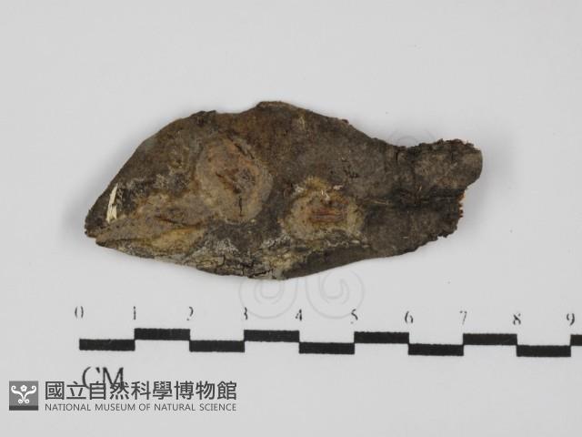 登錄號:F0031650藏品圖，第1張