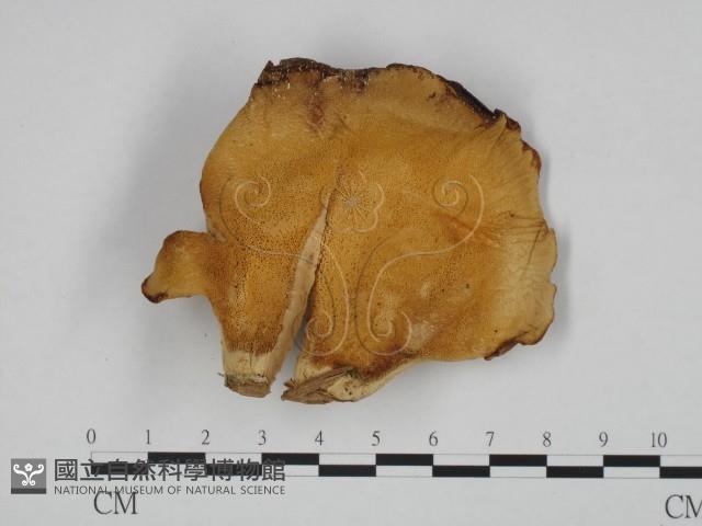 登錄號:F0024650藏品圖，第1張