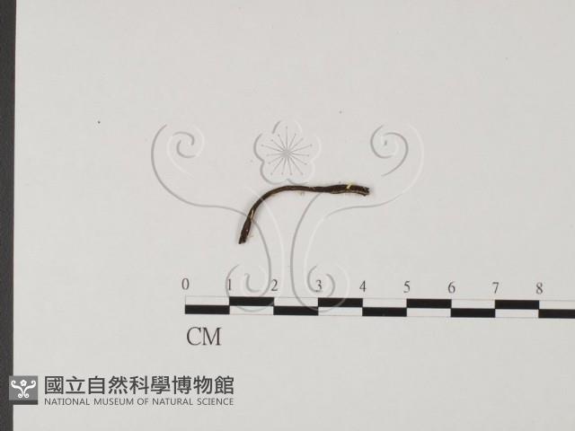 登錄號:F0004650藏品圖，第1張