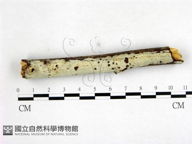 剛毛絲皮菌藏品圖，第1張