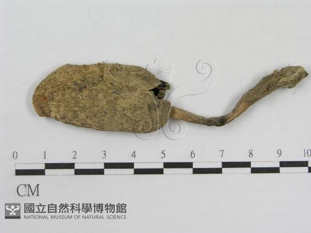 登錄號:F0002650藏品圖，第1張