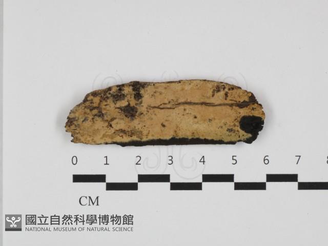 登錄號:F0032650藏品圖，第1張