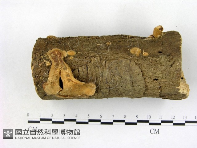 優雅波邊革菌藏品圖，第1張