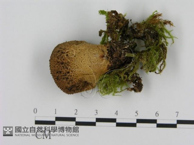 登錄號:F0009650藏品圖，第1張