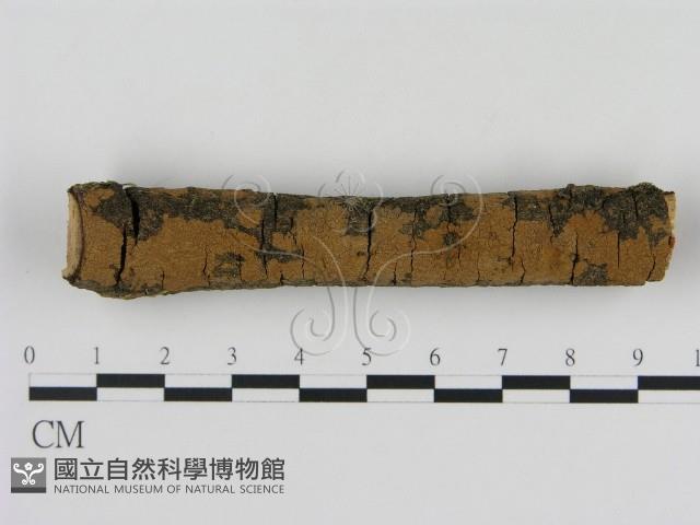 刺革菌屬藏品圖，第1張