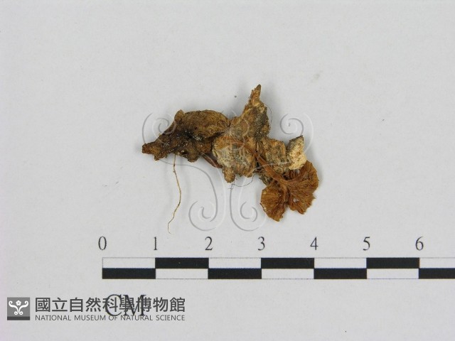 小菇屬藏品圖，第1張