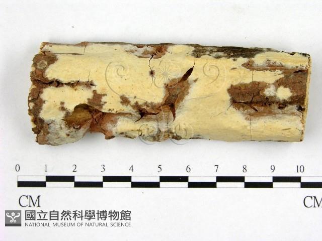 顯絲菌屬藏品圖，第1張