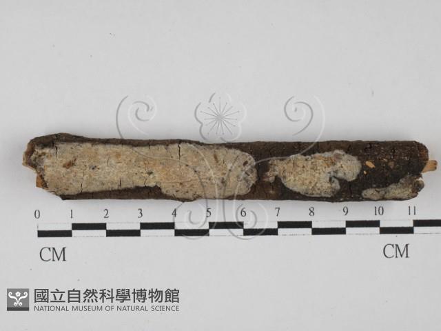 登錄號:F0000450藏品圖，第1張