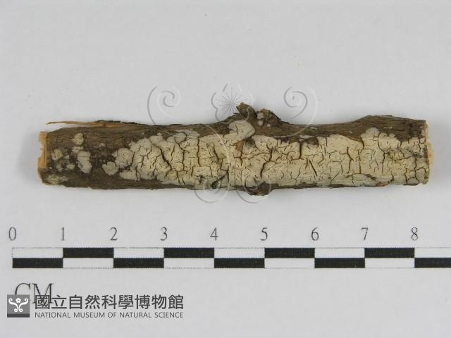 登錄號:F0010450藏品圖，第1張
