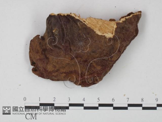 登錄號:F0006450藏品圖，第1張