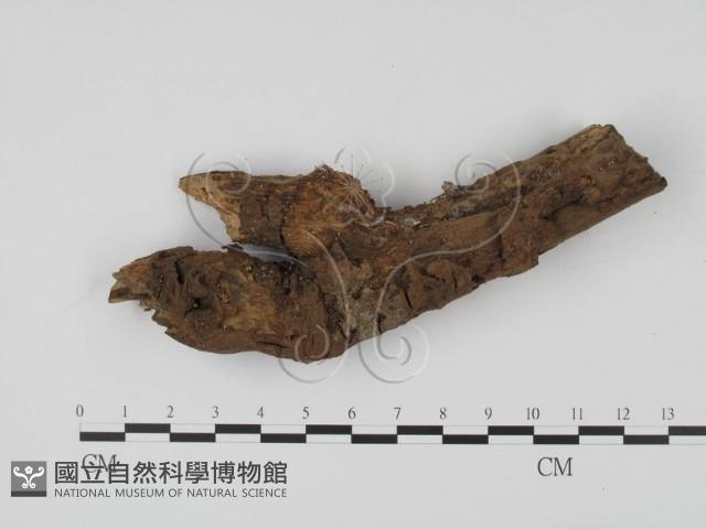 登錄號:F0001450藏品圖，第1張