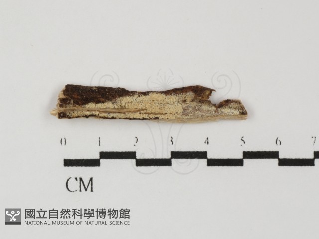 登錄號:F0031450藏品圖，第1張
