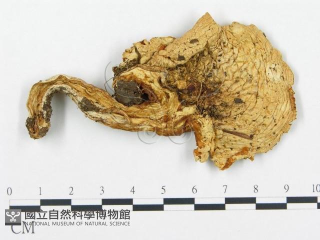 杯傘屬藏品圖，第1張