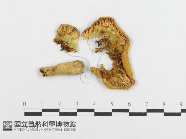 登錄號:F0014450藏品圖，第1張