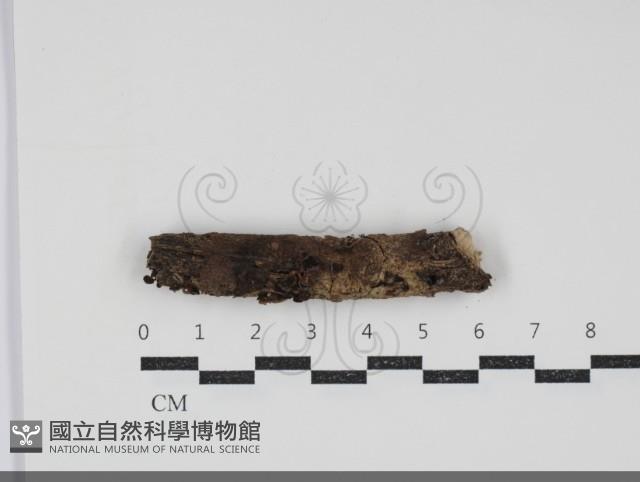 登錄號:F0034450藏品圖，第1張