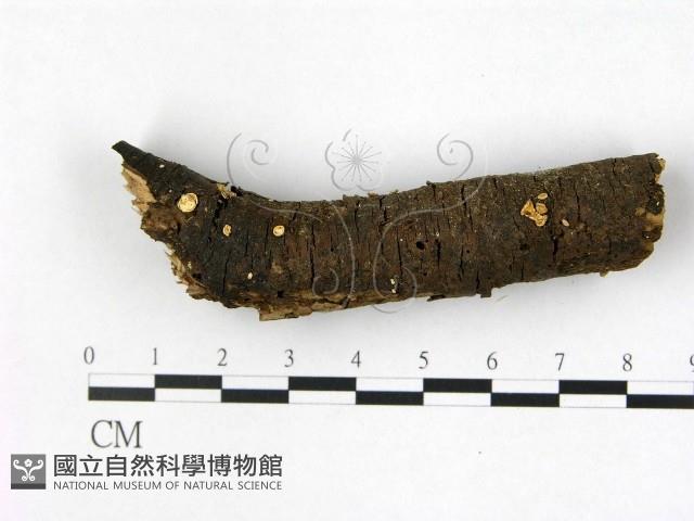 登錄號:F0022450藏品圖，第1張