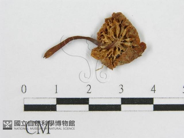 微皮傘屬藏品圖，第1張