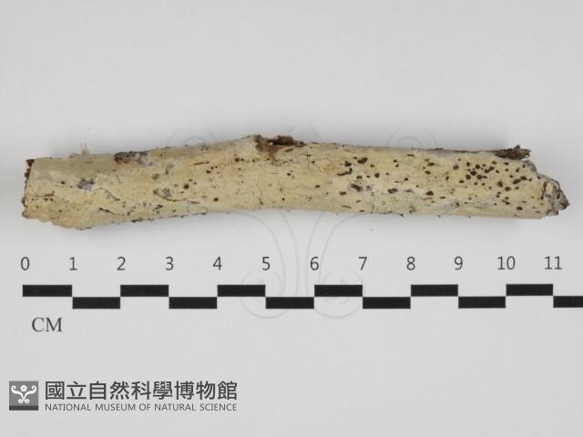 登錄號:F0032450藏品圖，第1張