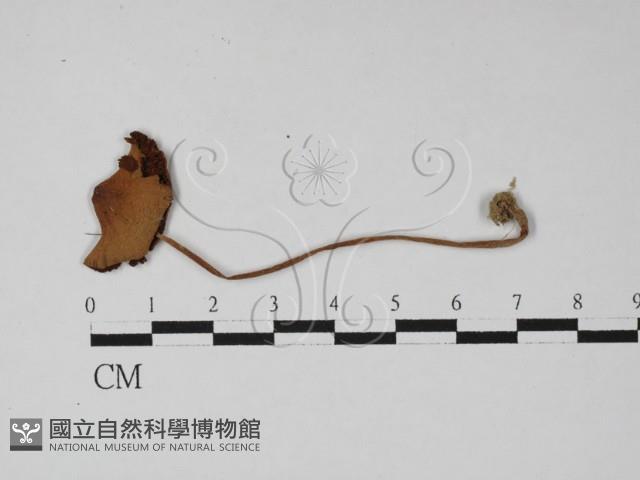 登錄號:F0027450藏品圖，第1張