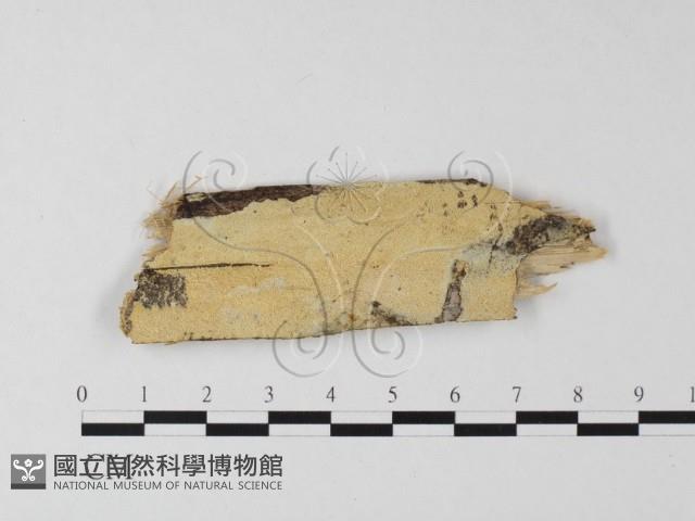 登錄號:F0025450藏品圖，第1張