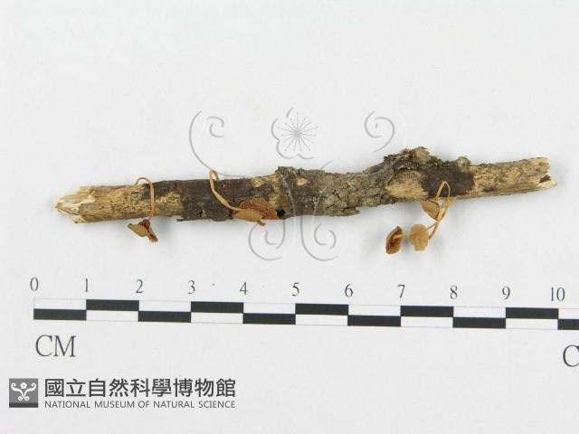 登錄號:F0005450藏品圖，第1張