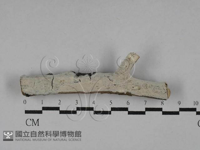 登錄號:F0029450藏品圖，第1張
