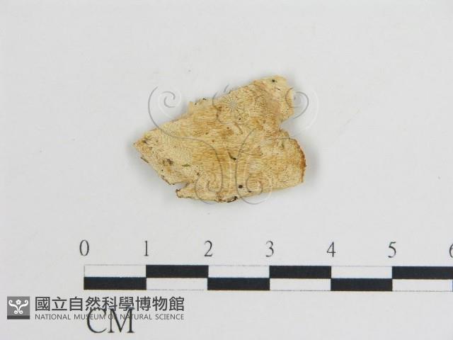 登錄號:F0009450藏品圖，第1張