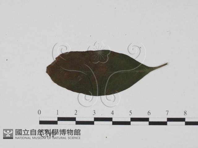 登錄號:F0019450藏品圖，第1張