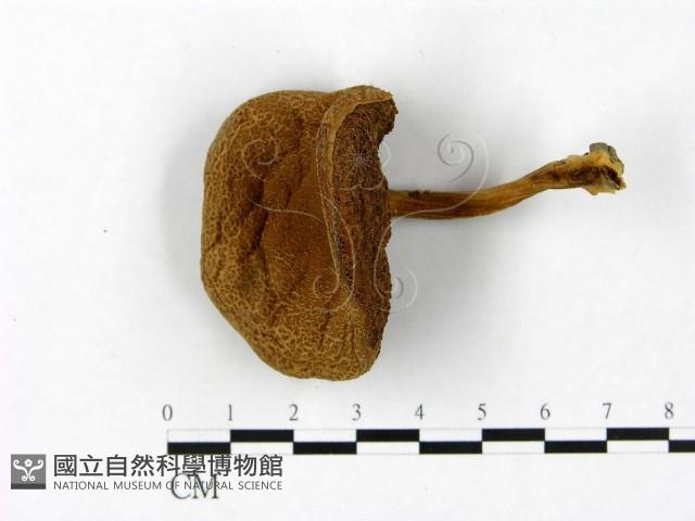 Accession Number:F0023450 Collection Image, Figure 1, Total 3 Figures