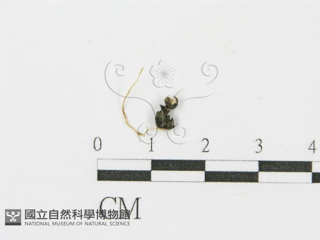 登錄號:F0003450藏品圖，第1張