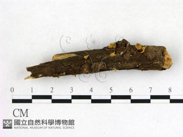 登錄號:F0018750藏品圖，第1張