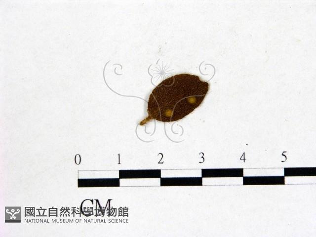 登錄號:F0020750藏品圖，第1張