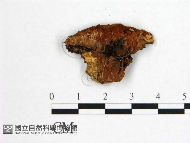 花耳屬藏品圖，第1張