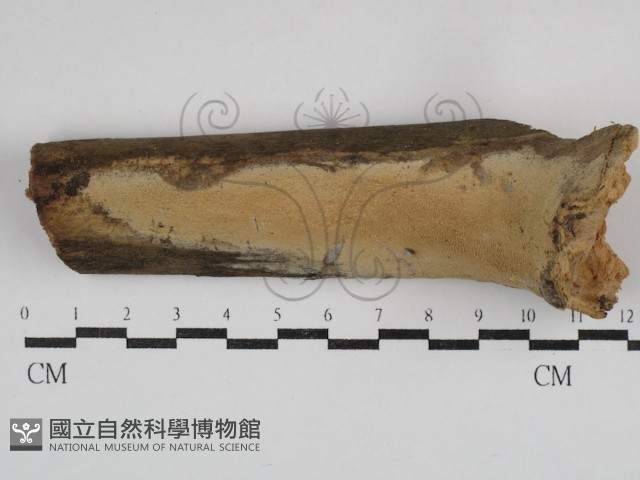 登錄號:F0030750藏品圖，第1張