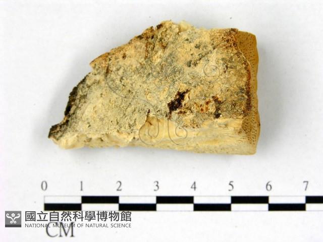 登錄號:F0006750藏品圖，第1張