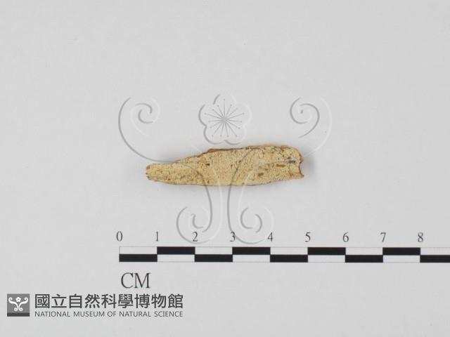 登錄號:F0016750藏品圖，第1張