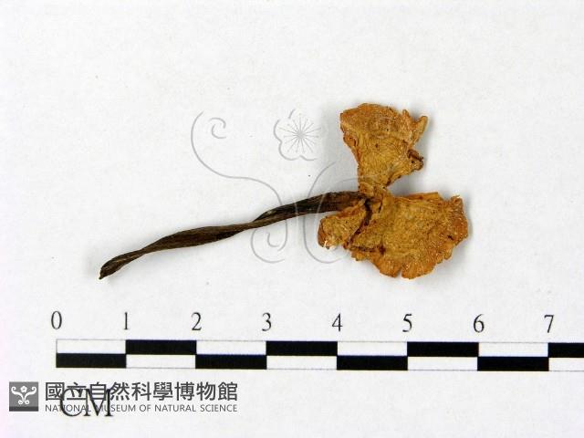 微皮傘屬藏品圖，第1張