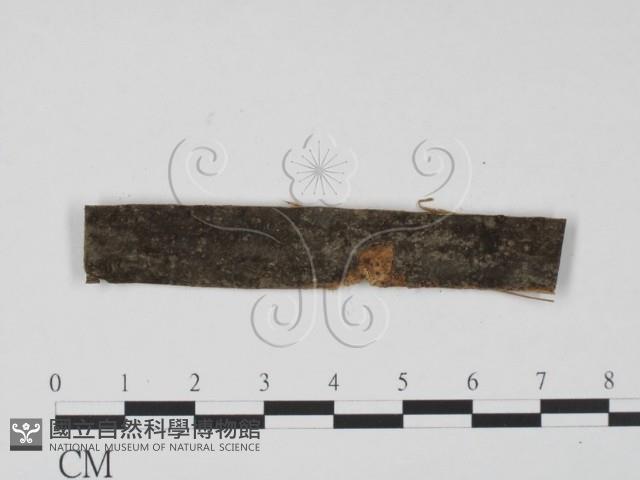 登錄號:F0011750藏品圖，第1張